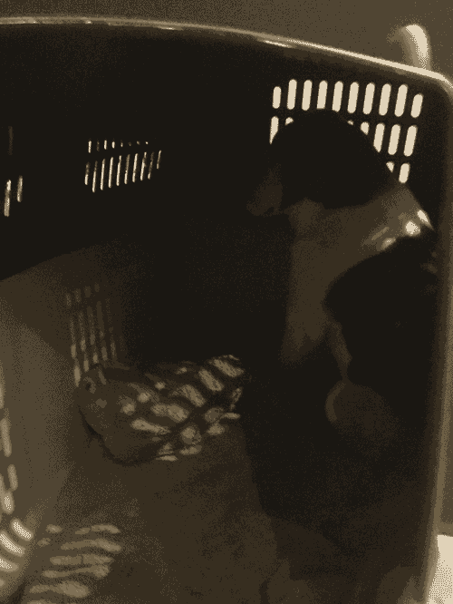 my dog in her crate, staring at its wall.