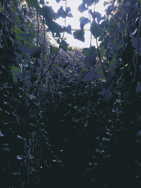 a narrow underground room full of vines, with light streaming down from a grate above